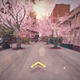 Image for article titled Make cherry blossom trees magically appear in your neighborhood